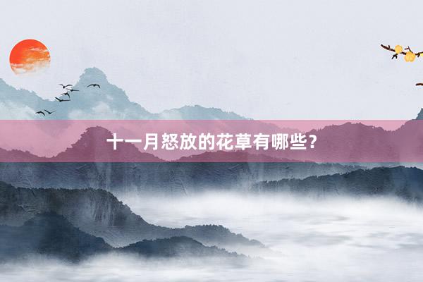 十一月怒放的花草有哪些？